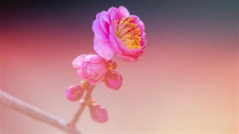 桃花來的徵兆|一個人，開始走桃花運，有這三種跡象 – 海海人生